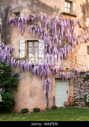 La Francia, La Garrigue. Mas de Garrigue, il glicine che cresce su una torretta della casa. (PR) Foto Stock