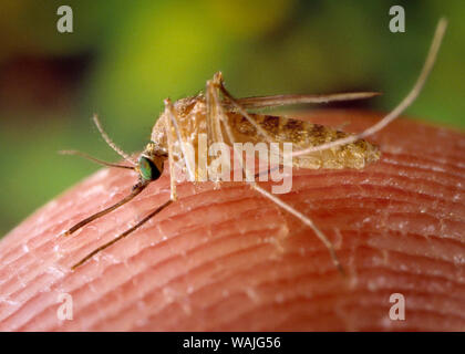 2001 - Questa immagine mostra un close-up sinistra vista laterale di una zanzara Culex quinquefasciatus zanzara, che era atterrato sul fotografo del dito, in cerca di un pasto di sangue dal suo ospite umano. C. quinquefasciatus è comprovata un vettore associato con il arboviral la trasmissione del virus del Nilo occidentale. Foto Stock