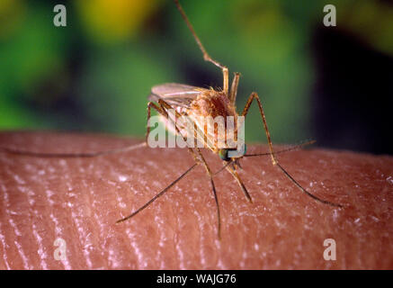 2001 - Questa immagine mostra un close-up destra, anteriore-vista obliqua di una zanzara Culex quinquefasciatus zanzara, in cerca di un pasto di sangue dal suo ospite umano. In questa vista, sei in grado di vedere l'insetto nel processo di inserimento la sua proboscide attraverso l'host della superficie della pelle, in cerca di una piccola arteriola. C. quinquefasciatus è comprovata un vettore associato con il arboviral la trasmissione del virus del Nilo occidentale. Foto Stock