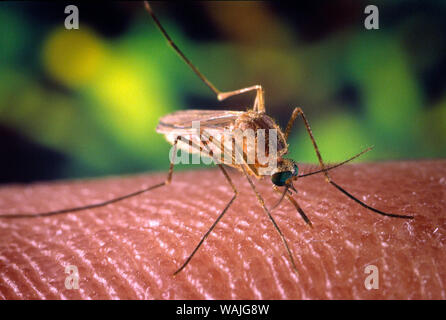 2001 - Questa immagine mostra un close-up destra, anteriore-vista obliqua di una zanzara Culex quinquefasciatus zanzara in cerca di un pasto di sangue dal suo ospite umano. In questa vista, sei in grado di vedere l'insetto nel processo di inserimento la sua proboscide attraverso l'host della superficie della pelle, in cerca di una piccola arteriola. C. quinquefasciatus è comprovata un vettore associato con il arboviral la trasmissione del virus del Nilo occidentale. Foto Stock