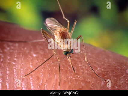 Questa immagine illustra un close-up destra, anteriore-vista obliqua di una zanzara Culex quinquefasciatus zanzara in cerca di un pasto di sangue dal suo ospite umano. In questa vista, sei in grado di vedere l'insetto nel processo di inserimento la sua proboscide attraverso l'host della superficie della pelle, in cerca di una piccola arteriola. C. quinquefasciatus è comprovata un vettore associato con il arboviral la trasmissione del virus del Nilo occidentale. Foto Stock