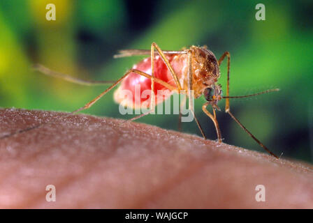 2001 - Questa immagine mostra un close-up destra, anteriore-vista obliqua di una zanzara Culex quinquefasciatus zanzara in cerca di un pasto di sangue dal suo ospite umano. In questa vista, sei in grado di vedere che l'insetto addome aveva acceso rosso, ora riempito con il suo ospite di sangue. C. quinquefasciatus è comprovata un vettore associato con il arboviral la trasmissione del virus del Nilo occidentale. Foto Stock