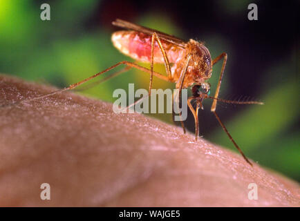 2001 - Questa immagine mostra un close-up destra, vista laterale di una zanzara Culex quinquefasciatus zanzara, che era atterrato sul fotografo del dito, in cerca di un pasto di sangue dal suo ospite umano. In questa vista, sei in grado di vedere l'insetto addome diventa rosso, il riempimento con il relativo host sangue. C. quinquefasciatus è comprovata un vettore associato con il arboviral la trasmissione del virus del Nilo occidentale Foto Stock