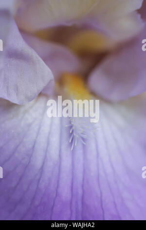 Lavanda pallido barbuto iris bloom Foto Stock