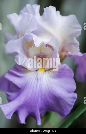 Lavanda pallido barbuto iris bloom Foto Stock