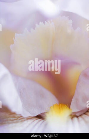 Rosa pallido iris barbuto bloom Foto Stock