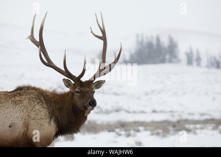 Rocky Mountain bull elk, ritratto di inverno Foto Stock