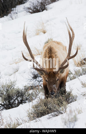 Rocky Mountain bull elk, sopravvivenza invernale Foto Stock