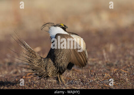 Maggiore sage-gallo cedrone, corteggiamento Foto Stock