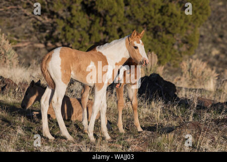 Giovani giocoso cavalli selvatici Foto Stock