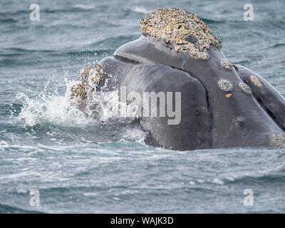 Balena Franca Australe (Eubalaena australis) nel Golfo Nuevo a Penisola Valdes, Valdes è elencato come patrimonio mondiale dell'UNESCO. Argentina, Chubut, Valdes Foto Stock