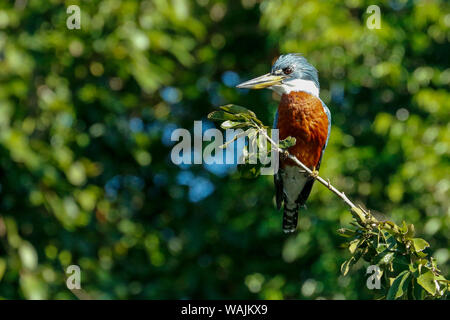 Pantanal, Mato Grosso, Brasile. Di inanellare Kingfisher seduto in una struttura ad albero. Foto Stock