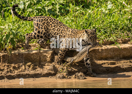 Jaguar femmina che porta un giovane Caimano Yacare che Pantanal, Mato Grosso, Brasile. Ella ha appena pescati, sul suo modo di condividere con i suoi due adolescente giaguari, lungo il fiume Cuiaba. Foto Stock