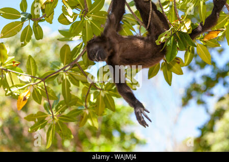 America centrale scimmia urlatrice (Alouatta palliata), centro di riabilitazione e Forest Preserve sulla chiave di Mango attraverso dal foro Coxen, Roatan, isole di Bay, Honduras, America Centrale Foto Stock