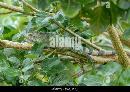 Pacaya Samiria Riserva, Perù. Iguana verde in appoggio su di un lembo di albero lungo il fiume Ucayali nel bacino amazzonico. Foto Stock