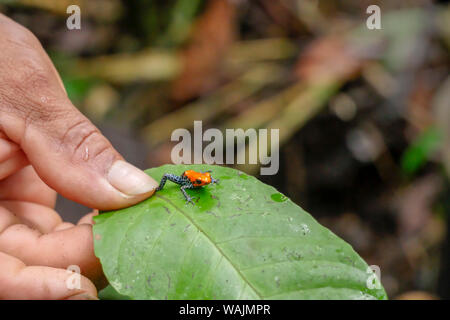 Amazon, il Parco Nazionale del Perù. Uomo con una fragola veleno-dart frog su una foglia. Foto Stock