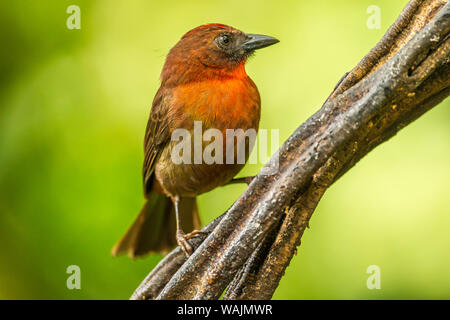 Costa Rica, Sarapique River Valley. Rosso-throated tanager ant uccello sull albero. Credito come: Cathy e Gordon Illg Jaynes / Galleria / DanitaDelimont.com Foto Stock