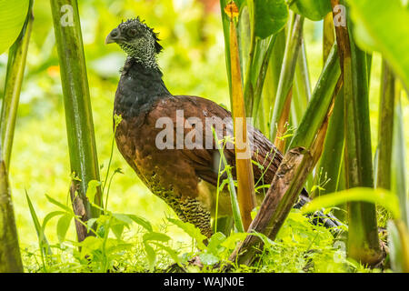 Costa Rica, Arenal. Femmina currassow grande uccello close-up. Credito come: Cathy e Gordon Illg Jaynes / Galleria / DanitaDelimont.com Foto Stock