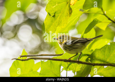 Costa Rica, Monteverde Cloud Forest Riserve. Nero-verde throated trillo nella struttura ad albero. Credito come: Cathy e Gordon Illg Jaynes / Galleria / DanitaDelimont.com Foto Stock