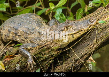 Parco Nazionale di Tortuguero in Costa Rica. Caimano dagli occhiali (Caiman crocodilus) cercando mimetizzata mentre prendere il sole su un log. Foto Stock