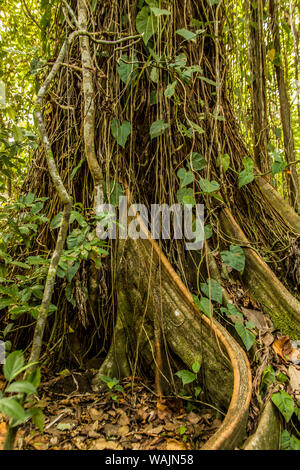 Parco Nazionale di Tortuguero in Costa Rica. Ficus albero che cresce vicino al Pachira Lodge. Ficus insipida è un albero tropicale con radici quadrate che varia da 25-130 piedi di altezza. Foto Stock