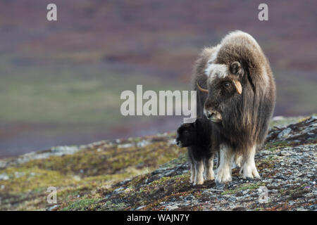 Muskox con vitello neonato Foto Stock