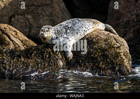 Guarnizione di tenuta del porto (Phoca vitulina), risurrezione Bay, il Parco nazionale di Kenai Fjords, Alaska, Stati Uniti d'America. Foto Stock