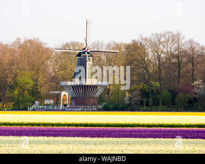 Paesi Bassi, Lisse. Mulino a vento nel campo di tulipani colorati Foto Stock
