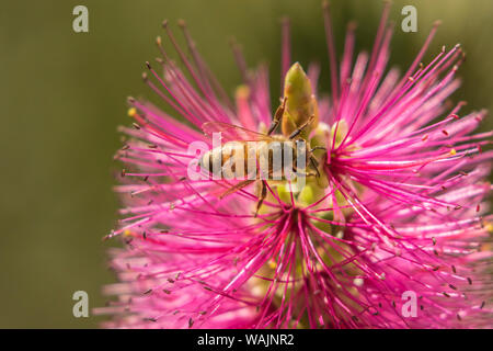 Stati Uniti d'America, Arizona, Boyce Thompson Arboretum State Park. Bee si nutre di fairy duster blossom. Credito come: Cathy e Gordon Illg Jaynes / Galleria / DanitaDelimont.com Foto Stock