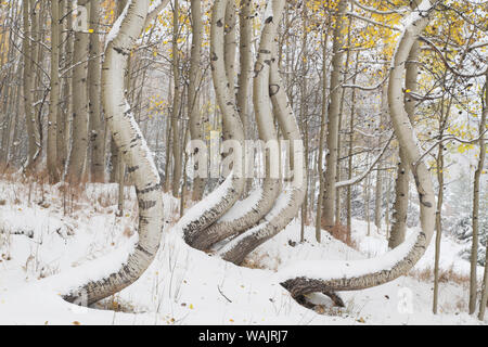 Stati Uniti d'America, Colorado, Uncompahgre National Forest. Deformato aspen tronchi d'inverno. Credito come: Don Grall Jaynes / Galleria / DanitaDelimont.com Foto Stock