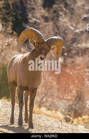 Stati Uniti d'America, Colorado, Waterton Canyon. Bighorn ram close-up. Credito come: Cathy e Gordon Illg Jaynes / Galleria / DanitaDelimont.com Foto Stock