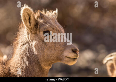 Stati Uniti d'America, Colorado, Waterton Canyon. Bighorn kid close-up. Credito come: Cathy e Gordon Illg Jaynes / Galleria / DanitaDelimont.com Foto Stock