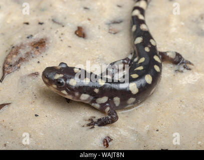 Wild eastern tiger salamander, Ambystoma tigrinum tigrinum, Florida Centrale. Foto Stock