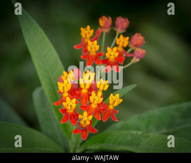 Scarlet milkweed, Asclepias curassavica, larve di farfalla pianta, Florida Foto Stock
