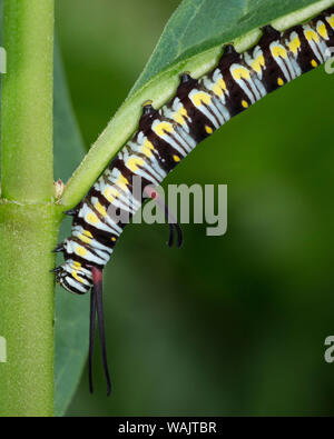 Regina larve o caterpillar, Danaus gilippus, Florida Foto Stock