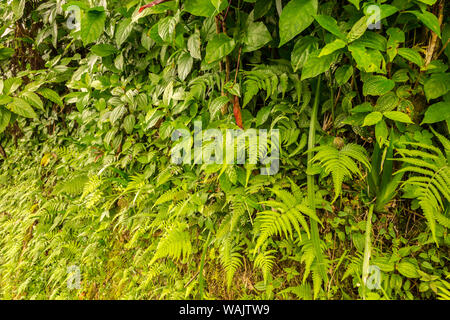 Stati Uniti d'America, Hawaii, Akaka Falls State Park. Parete tropicale della vegetazione. Credito come: Cathy e Gordon Illg Jaynes / Galleria / DanitaDelimont.com Foto Stock