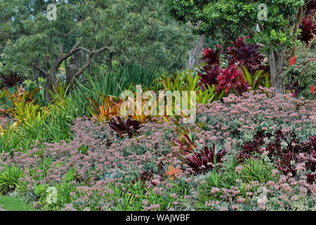 Bromeliad piantare sulla collina, Upcountry, Maui, Hawaii. Foto Stock