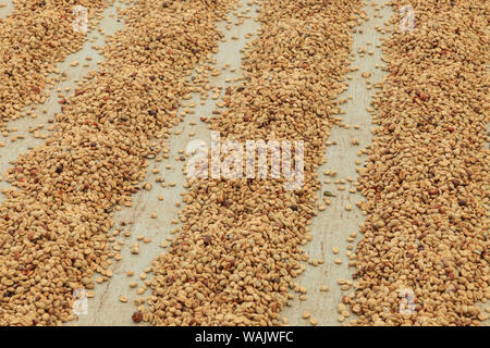 Kona Coffee beans, piantagione di caffè, grande isola, Hawaii, STATI UNITI D'AMERICA Foto Stock