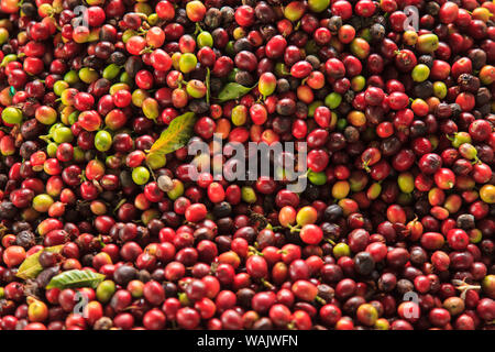 Kona Coffee beans, piantagione di caffè, grande isola, Hawaii, STATI UNITI D'AMERICA Foto Stock