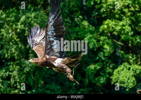 La Harris hawk, Parabuteo unicinctus, bay-winged hawk o dusky hawk Foto Stock