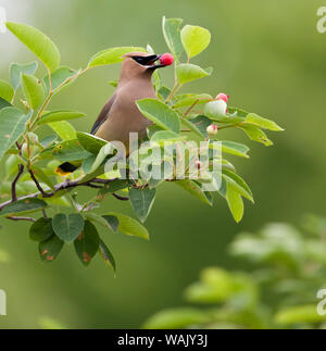 Stati Uniti d'America, Carmelo, Indiana. Il Cedar waxwing feed su serviceberry frutta. Foto Stock