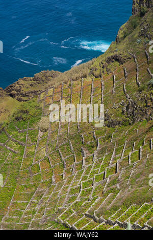Portogallo Azzorre, Santa Maria Island, Maia. Vista in elevazione dei vigneti Foto Stock
