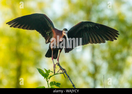 Stati Uniti d'America, Louisiana, Evangeline parrocchia. Di fronte bianco-ibis con ali stese. Credito come: Cathy e Gordon Illg Jaynes / Galleria / DanitaDelimont.com Foto Stock