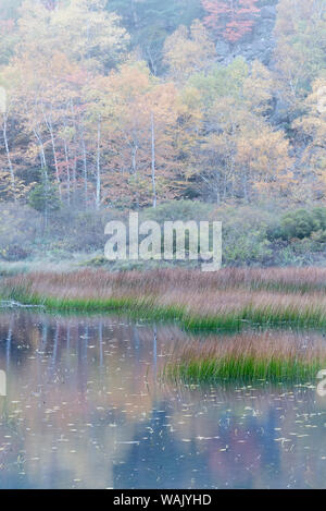 Stati Uniti d'America, Maine. Erbe e acqua ninfee con riflessioni, Tarn, Parco Nazionale di Acadia. Foto Stock