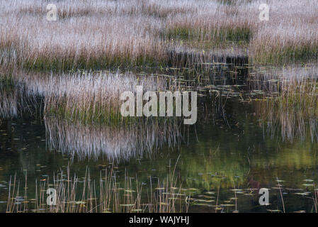 Stati Uniti d'America, Maine. Erbe e acqua ninfee con riflessioni, Tarn, Parco Nazionale di Acadia. Foto Stock