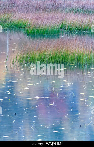 Stati Uniti d'America, Maine. Erbe e acqua ninfee con riflessioni, Tarn, Parco Nazionale di Acadia. Foto Stock