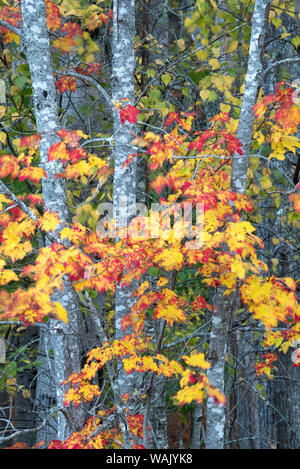 Stati Uniti d'America, Maine. Colori brillanti dello zucchero di acero, Sieur de Monts, il Parco Nazionale di Acadia. Foto Stock