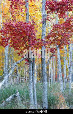 Stati Uniti d'America, Maine. Colori brillanti dello zucchero di acero, Sieur de Monts, il Parco Nazionale di Acadia. Foto Stock