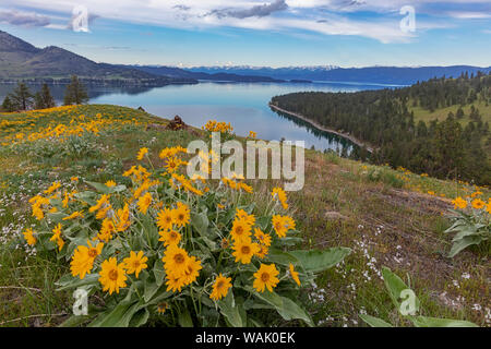 Arrowleaf balsamroot fiori selvatici in primavera su Wild Horse Island State Park vicino a Dayton, Montana, USA Foto Stock