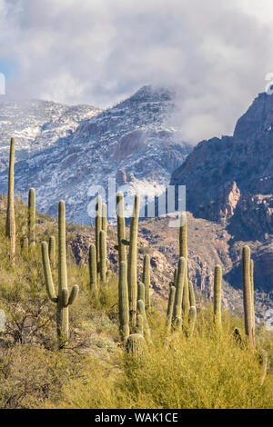 Stati Uniti d'America, Arizona, Sabino Canyon Recreation Area. Cactus Saguaro e montagne coperte di neve. Credito come: Cathy e Gordon Illg Jaynes / Galleria / DanitaDelimont.com Foto Stock